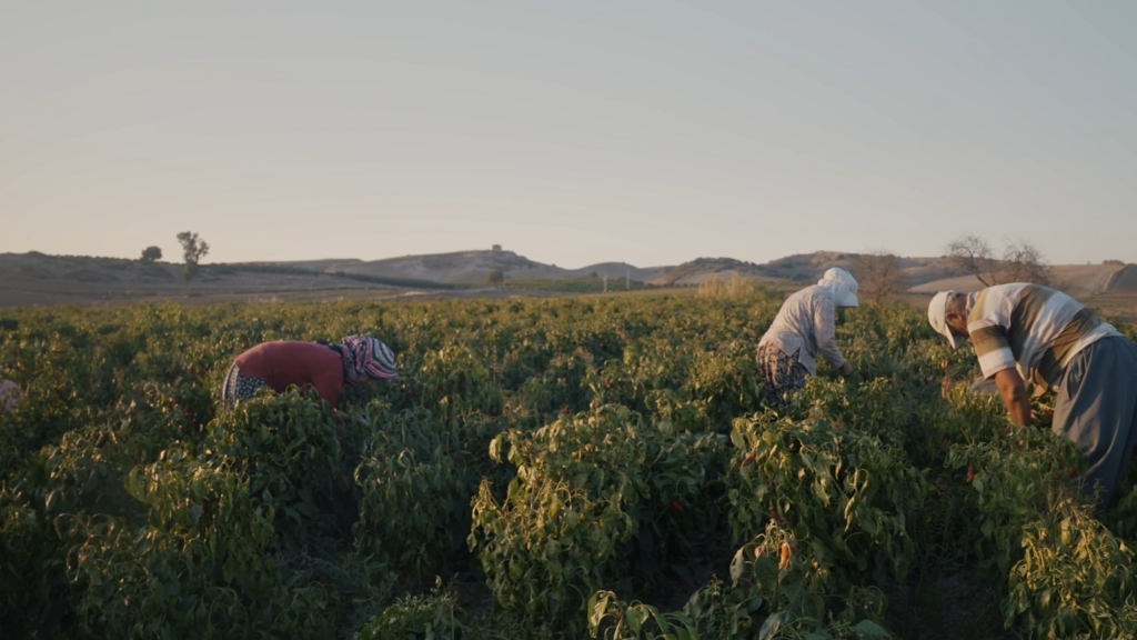 domates biber depresyon. tomato pepper depression.