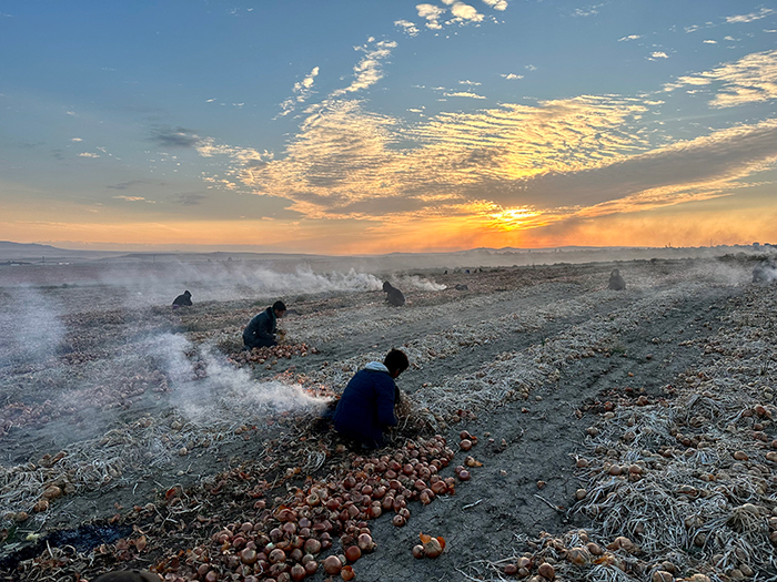 isigin hasadi. harvest of light.